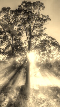 Sepia