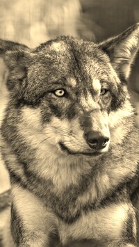 Sepia