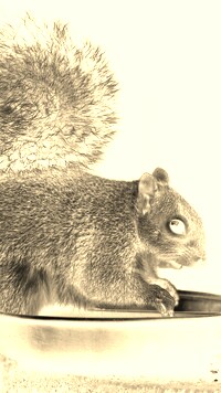 Sepia + Negatyw