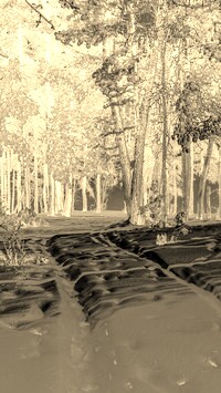 Sepia + Negatyw