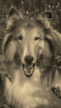 Sepia