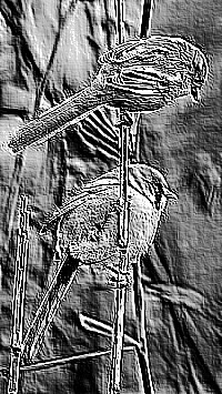 Skamielina