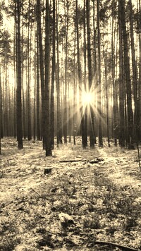 Szary + Sepia