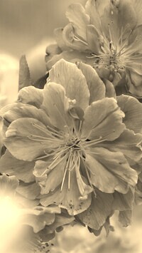 Szary + Sepia