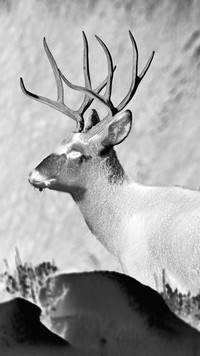 Szary + Negatyw