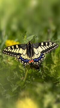 Oryginalny obrazek