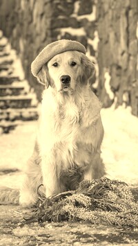 Szary + Sepia
