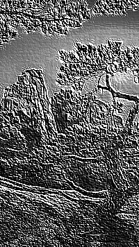 Skamielina