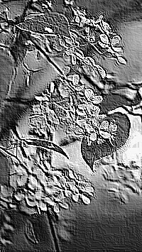 Skamielina