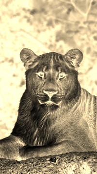 Sepia + Negatyw