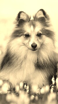 Sepia