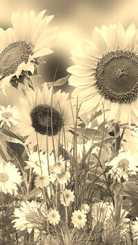 Szary + Sepia