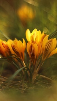 Oryginalny obrazek