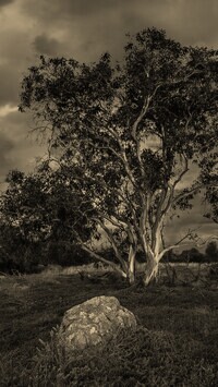 Szary + Sepia