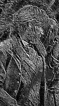 Skamielina