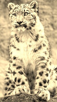 Szary + Sepia