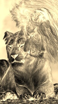 Sepia + Negatyw