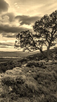 Sepia