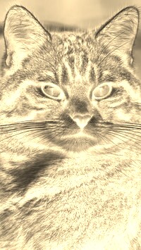 Sepia + Negatyw