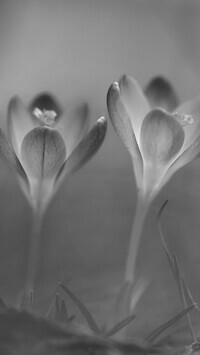 Szary