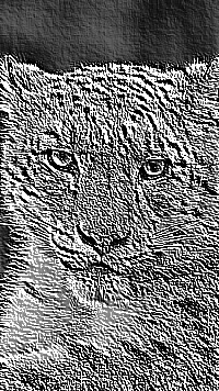 Skamielina
