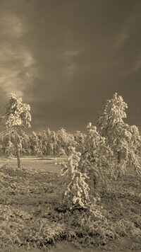 Szary + Sepia