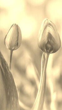 Szary + Sepia