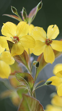 Oryginalny obrazek