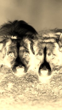Sepia + Negatyw