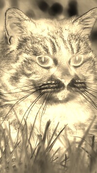 Sepia + Negatyw