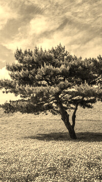 Szary + Sepia