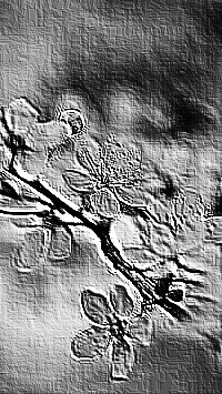 Skamielina