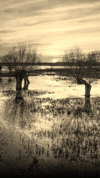 Szary + Sepia