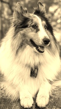 Szary + Sepia