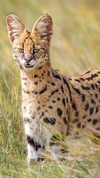 Oryginalny obrazek