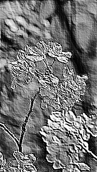 Skamielina