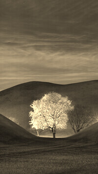 Szary + Sepia