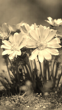Szary + Sepia