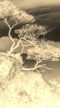 Sepia + Negatyw