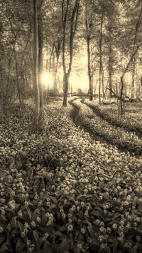 Szary + Sepia