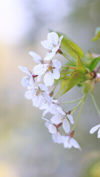 Oryginalny obrazek