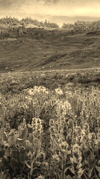 Sepia