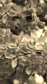 Szary + Sepia