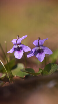 Oryginalny obrazek