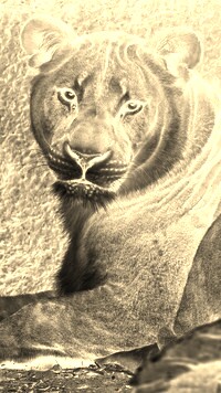 Sepia + Negatyw