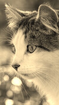 Szary + Sepia