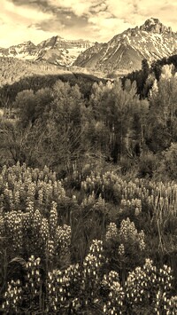 Szary + Sepia
