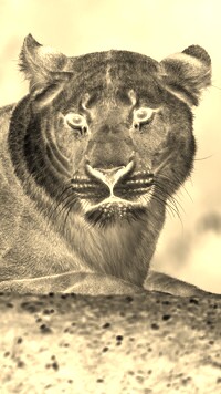 Sepia + Negatyw