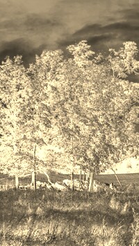 Sepia + Negatyw