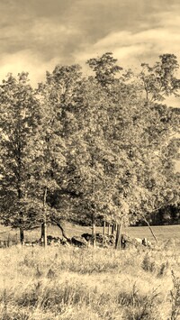 Szary + Sepia